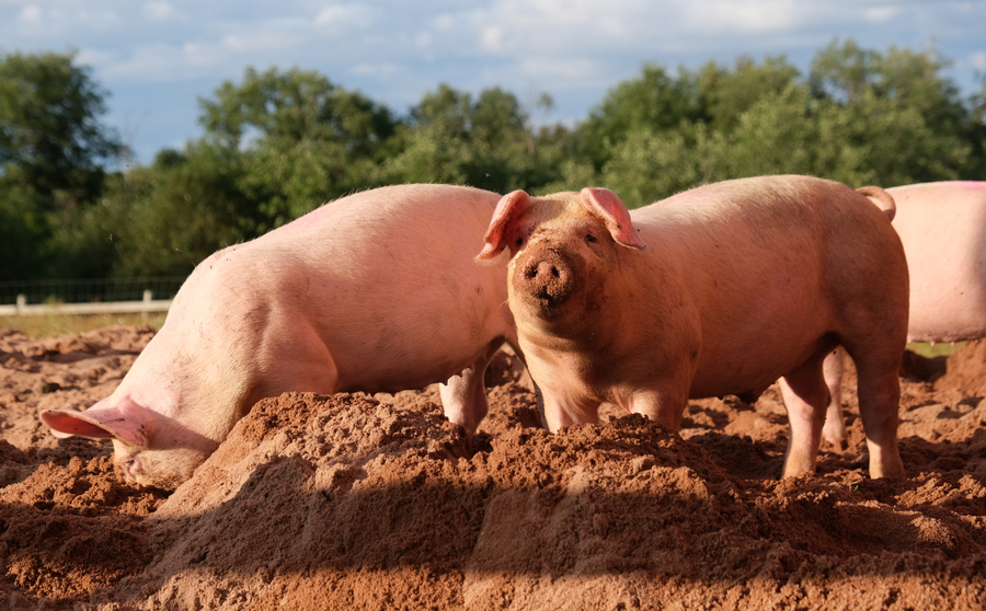 Domestic pig rooting in pasture