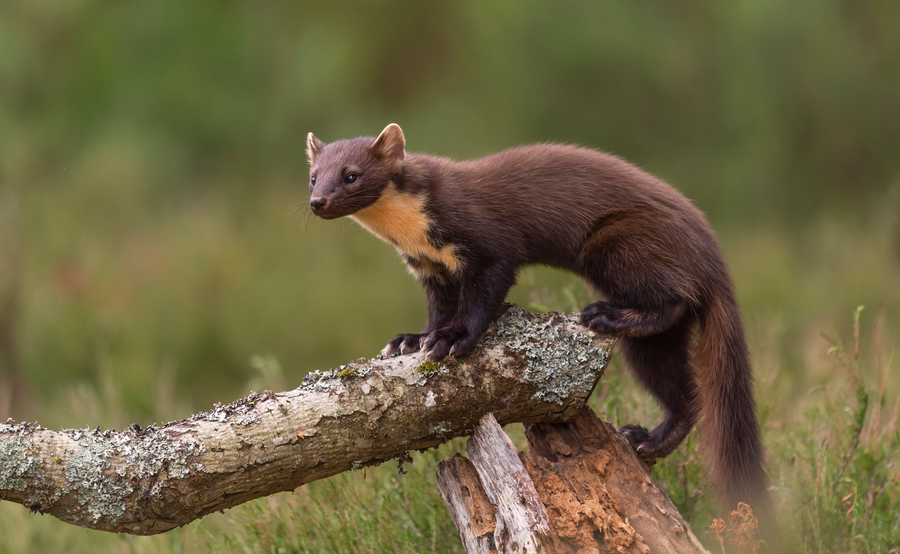 Pine marten in woodland with creamy throat patch
