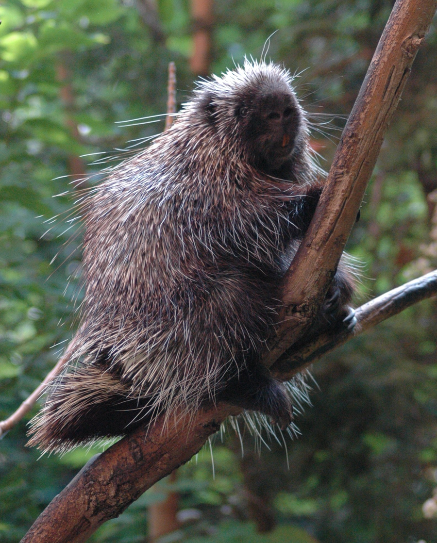 North American porcupine with quills raised in a tree