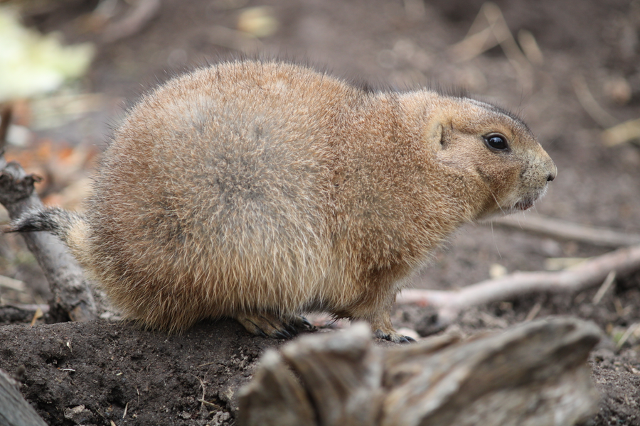 Black-tailed prairie dog standing at burrow entrance