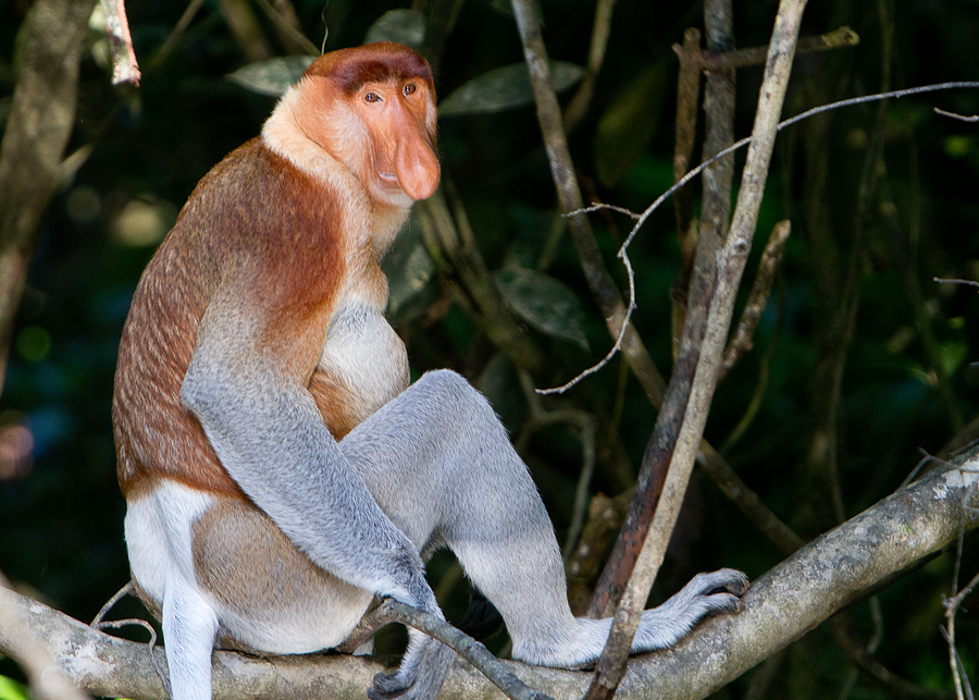 Proboscis monkey with large nose in mangrove