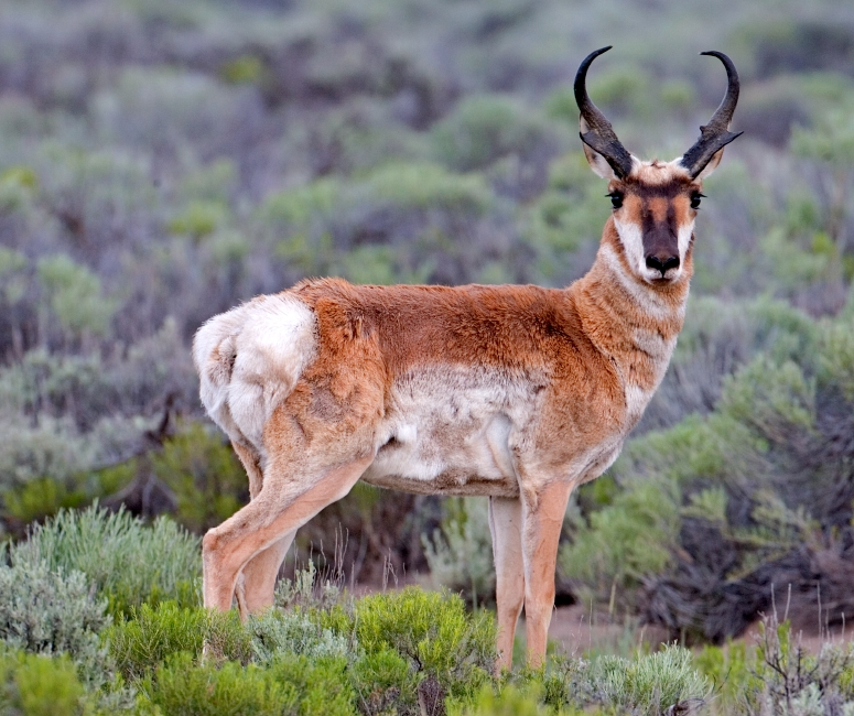 Pronghorn buck with black cheek patches and forked horns running across open sagebrush