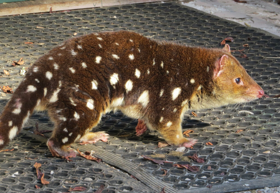 Spotted-tailed quoll with white body spots and long spotted tail on a mossy log