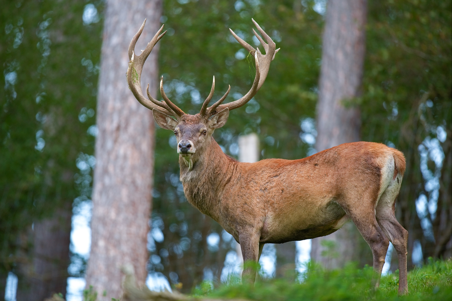 Red deer stag with branched antlers in misty woodland