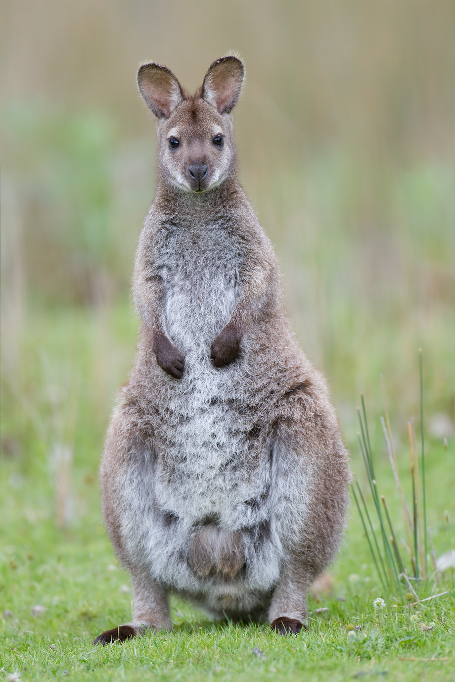 Red-necked wallaby with reddish neck and shoulders grazing at the edge of eucalyptus forest