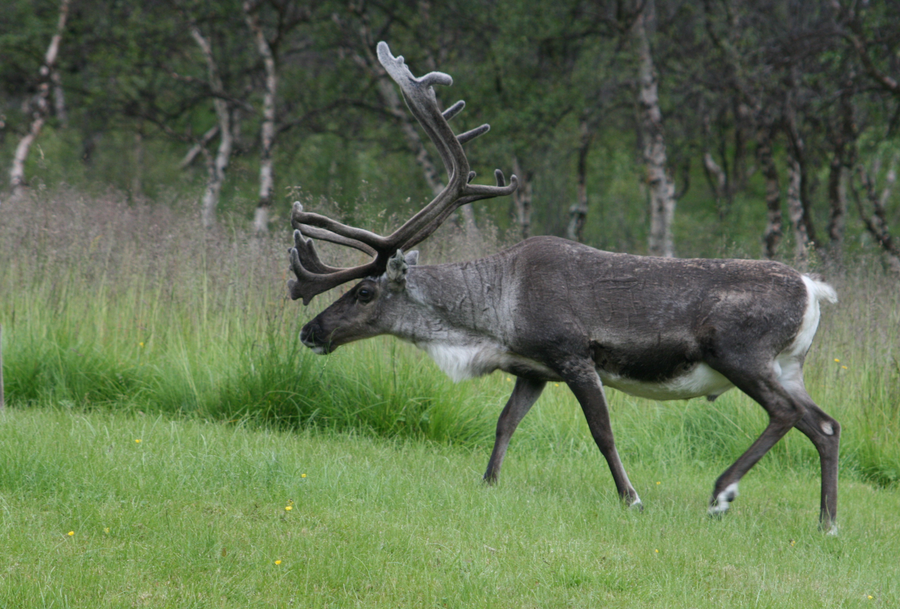 Reindeer herd migrating across snowy Arctic tundra