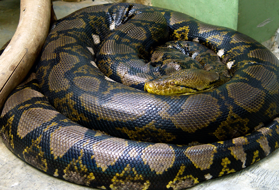 Reticulated python with geometric net-like dorsal pattern coiled along a riverbank log