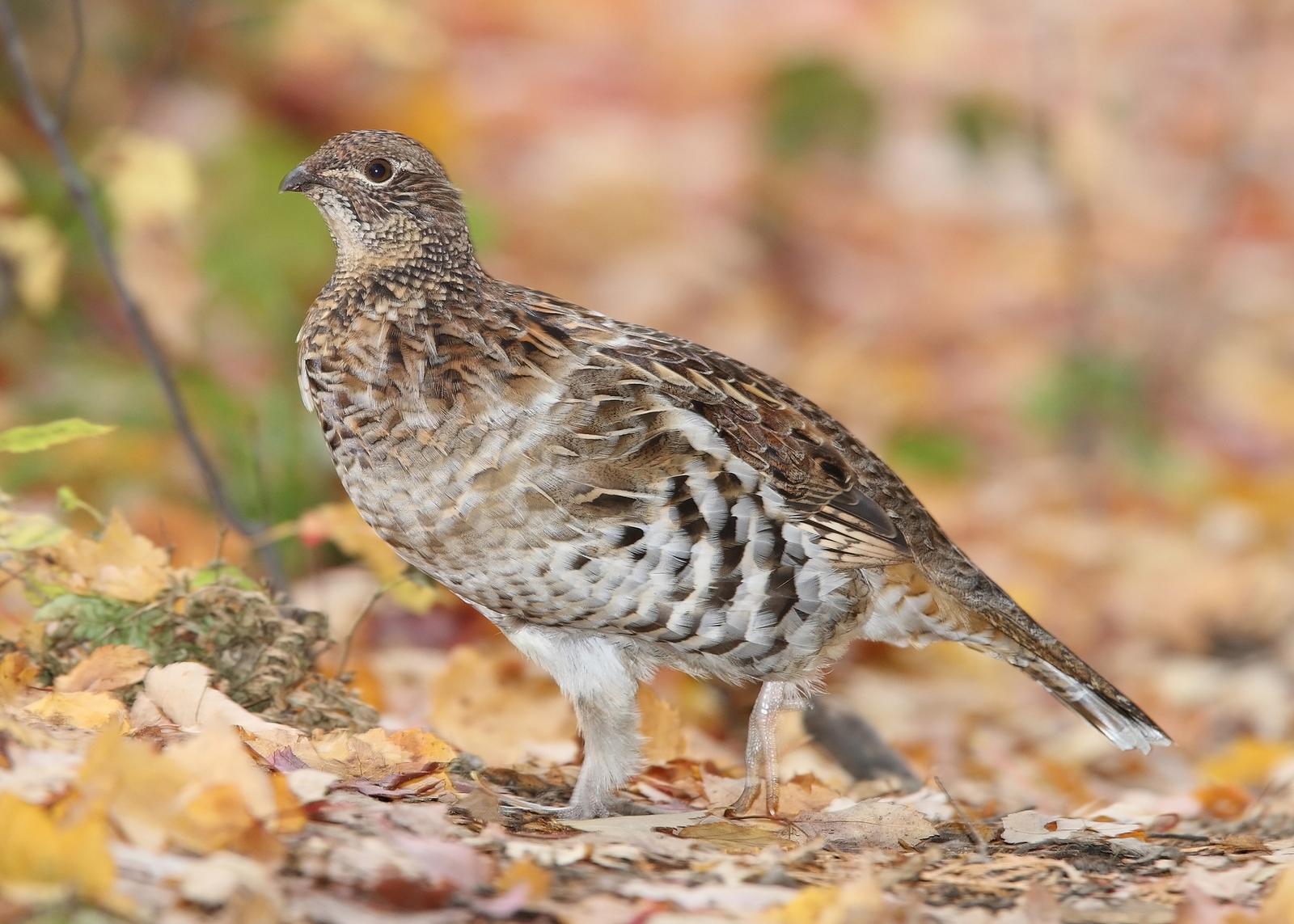 Ruffed grouse on log with raised black neck ruff and crested head in autumn forest