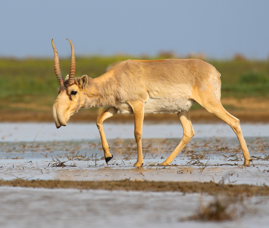 Saiga antelope ram with translucent horns and swollen snout on Central Asian steppe