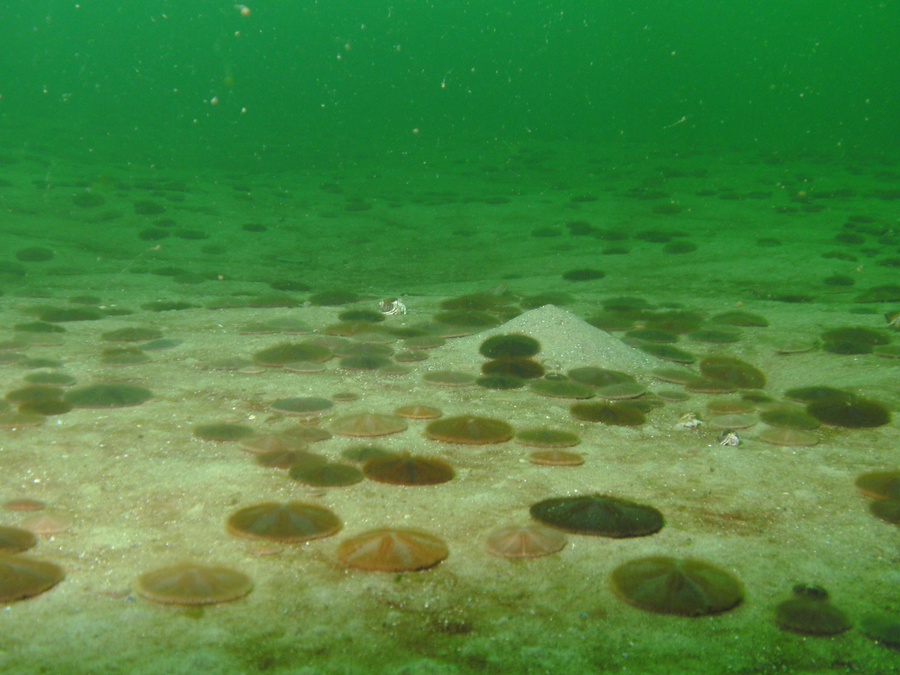 Live sand dollar partially buried in Atlantic sand showing purple spine fringe and flower pattern