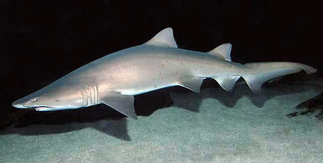 Sand tiger shark showing protruding teeth