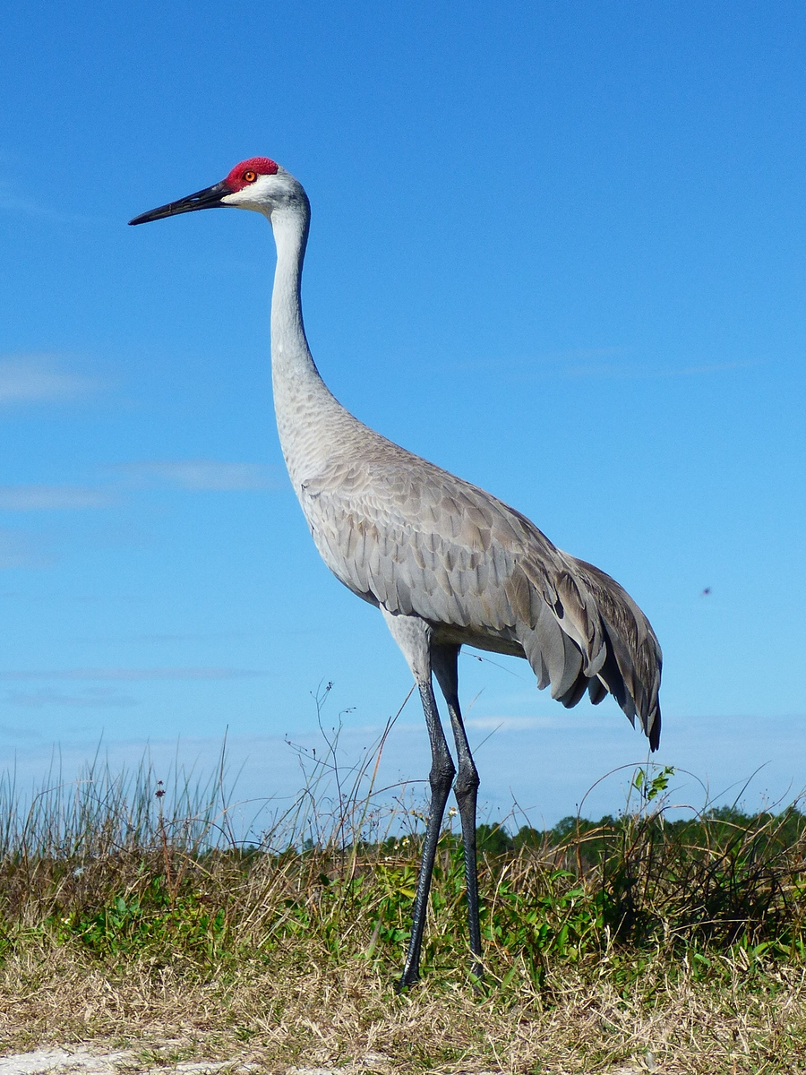 Sandhill crane pair dancing with wings spread