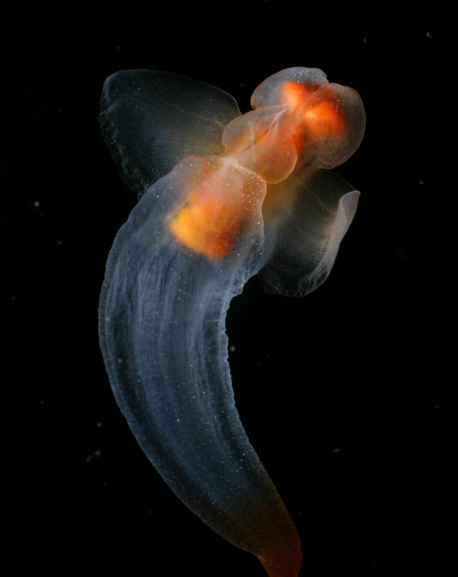 Transparent sea angel with wing-like parapodia and orange gut visible in cold polar water