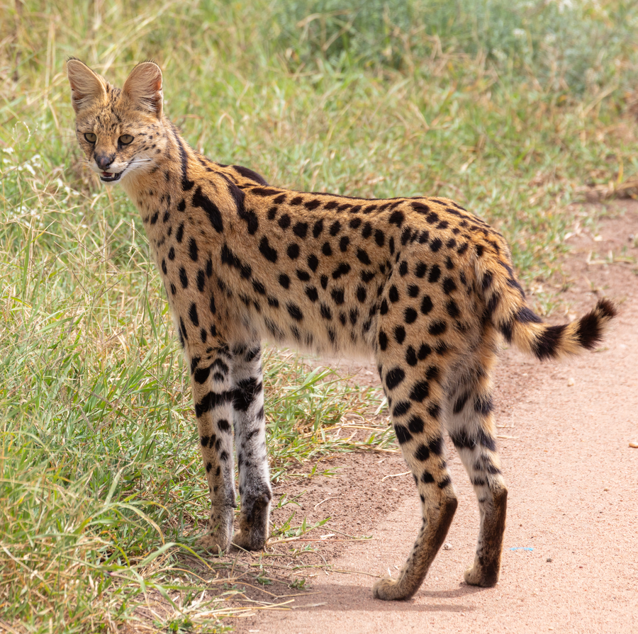Serval with large ears in golden savanna grass