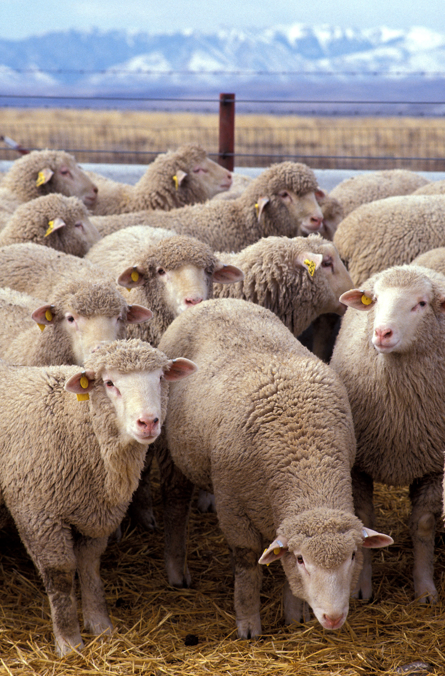 Sheep flock grazing on hillside pasture