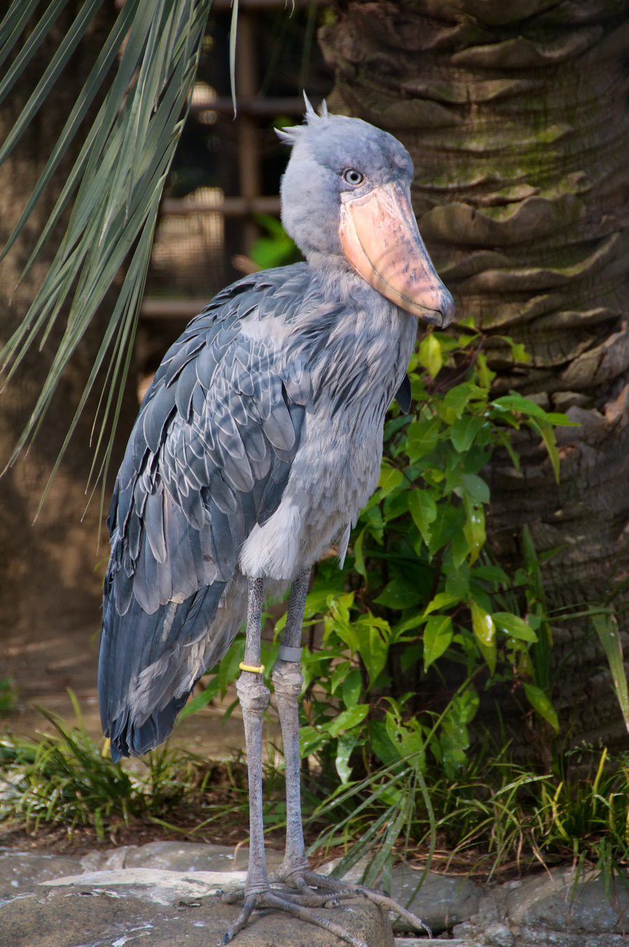 Shoebill standing in papyrus with oversized hooked grey bill facing the camera