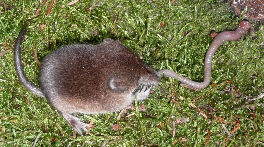 Common shrew on forest floor