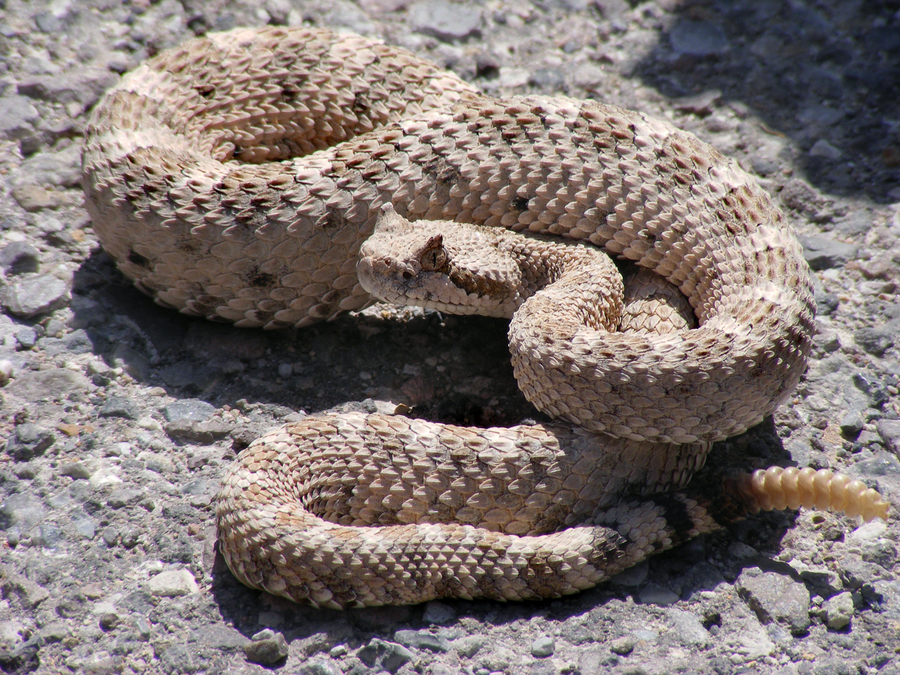 Sidewinder rattlesnake with supraocular horns leaving J-shaped tracks on desert sand