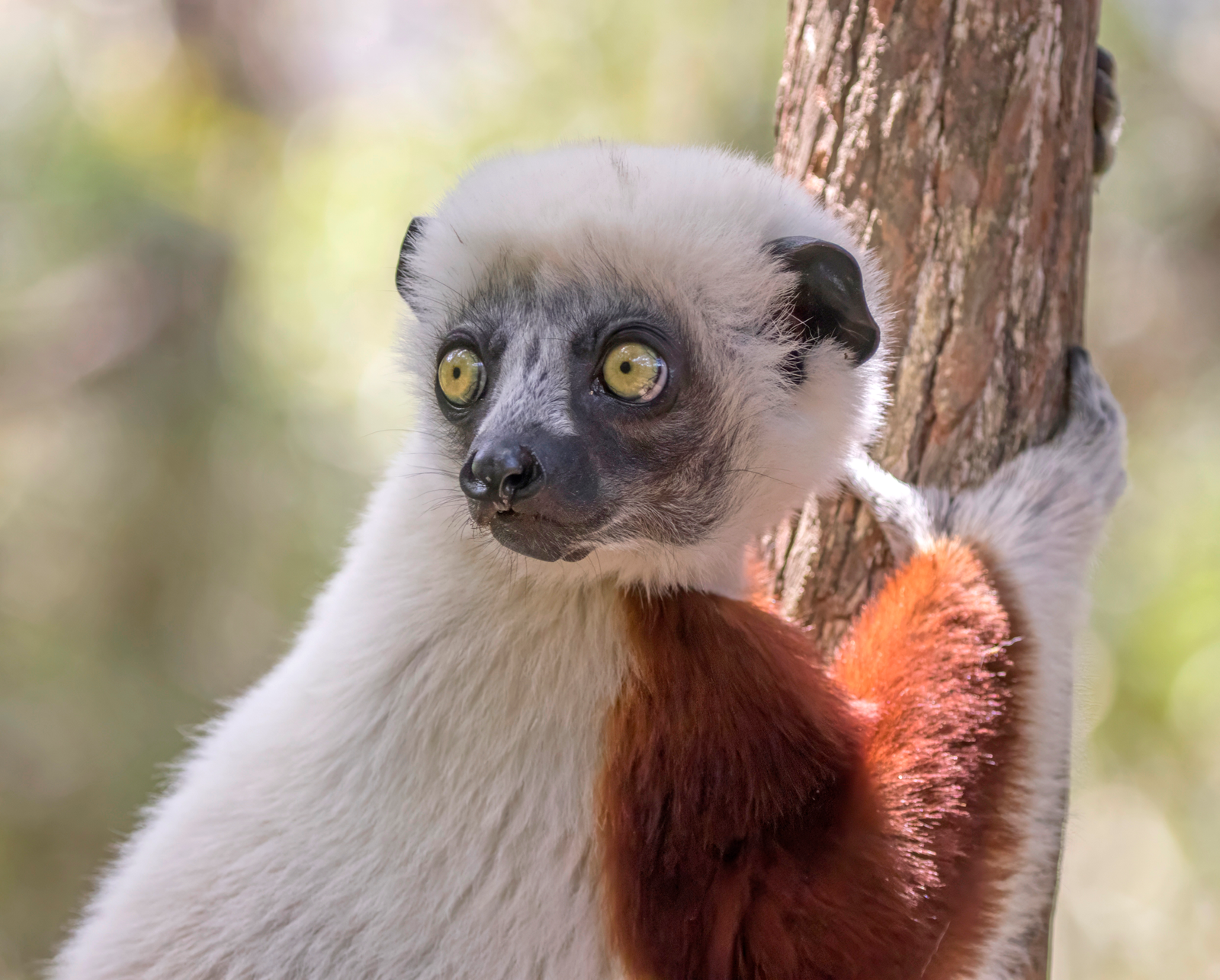Verreaux's sifaka bounding sideways across red soil with upright posture and white fur