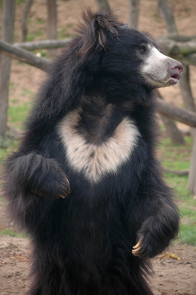 Sloth bear with shaggy black coat and long snout foraging for insects