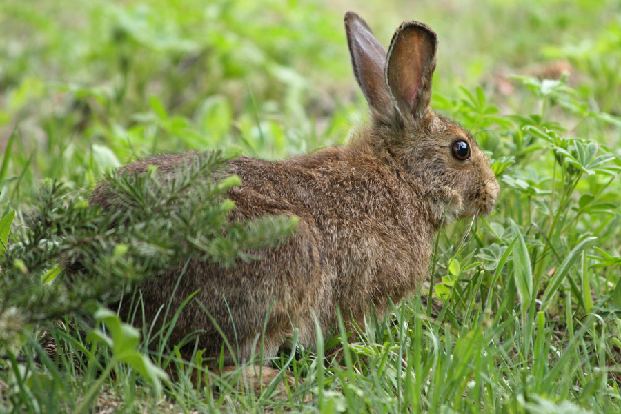 White winter snowshoe hare with oversized hind feet sitting in snow beneath spruce