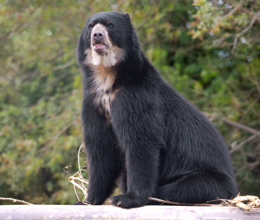 Spectacled bear with pale facial markings in Andean cloud forest