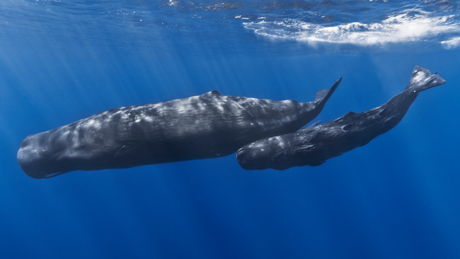 Sperm whale with wrinkled head breaching in open ocean