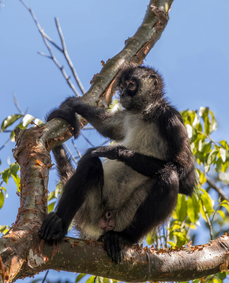 Geoffroy's spider monkey hanging by its prehensile tail from a rainforest branch