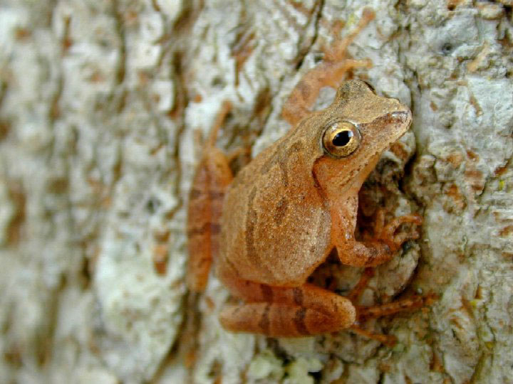 Spring peeper clinging to wetland reed with X-shaped cross on back and inflated vocal sac