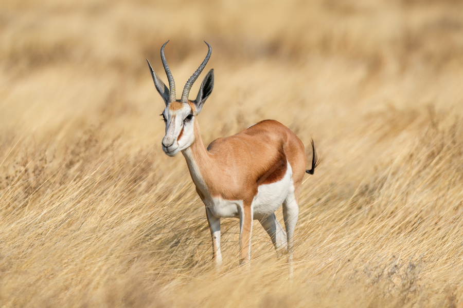 Springbok pronking with white rump flash visible