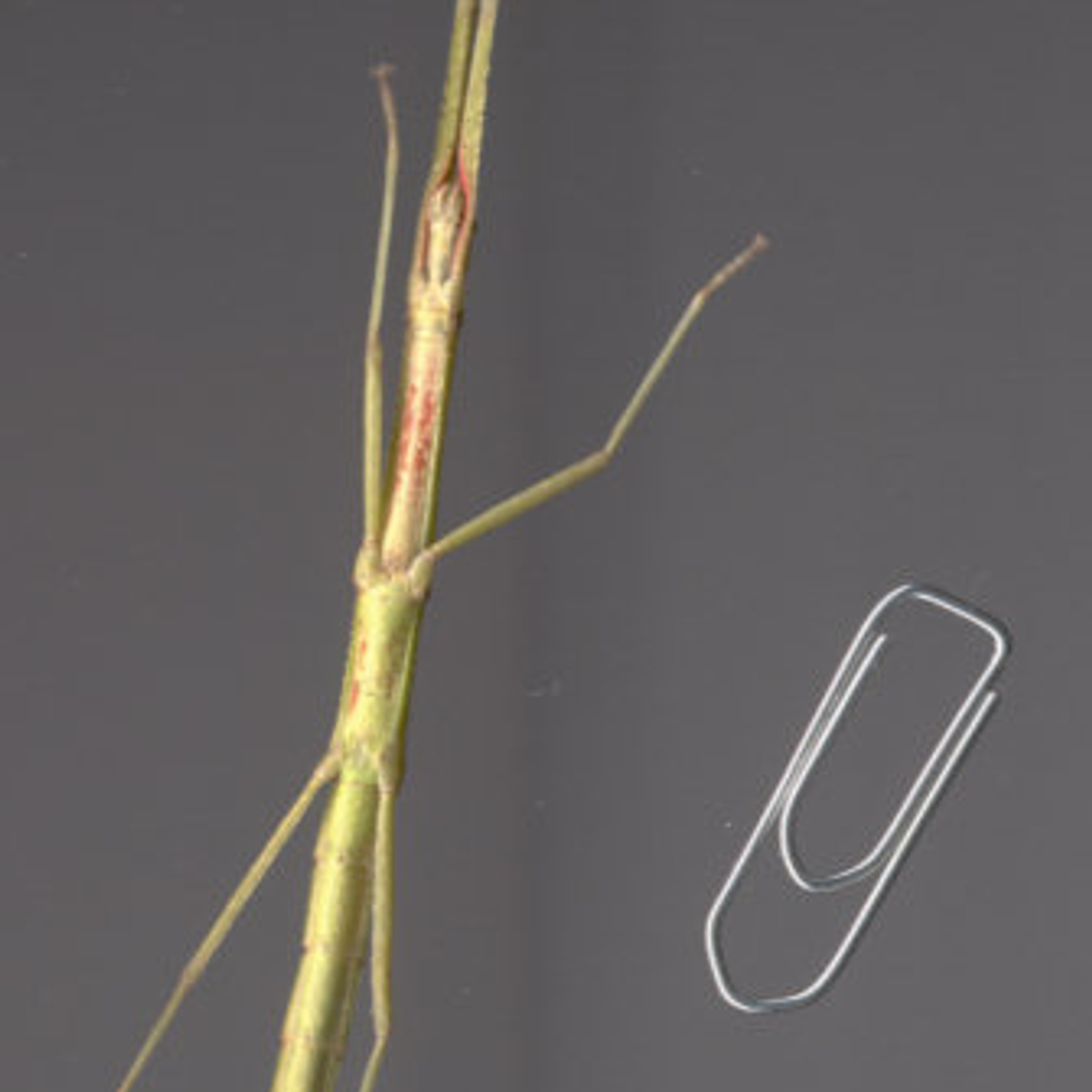 Indian stick insect mimicking a brown twig among leafy laboratory food plants