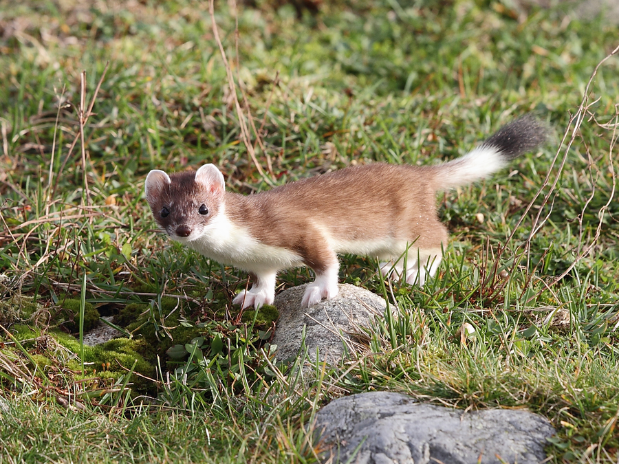 Stoat in brown summer coat