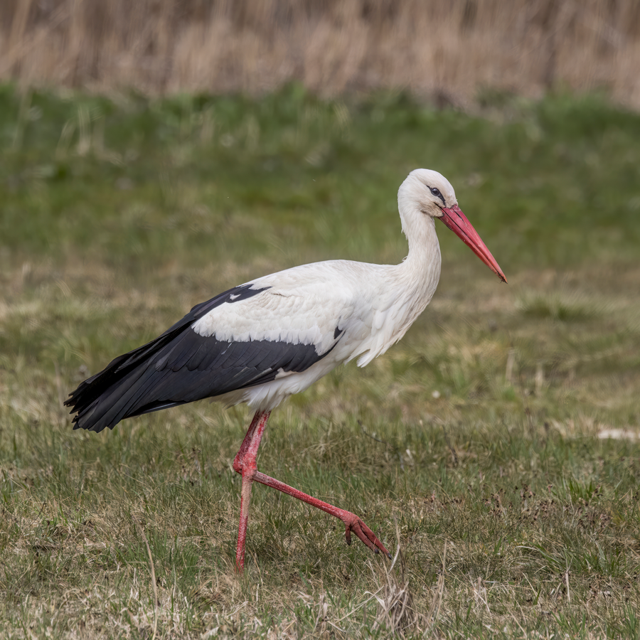 White stork standing on nest atop building