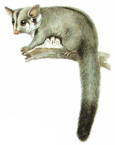 Sugar glider mid-glide with patagium stretched and large dark eyes facing forward