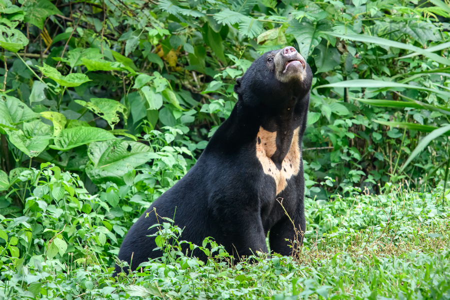 Sun bear with golden chest patch climbing in tropical forest