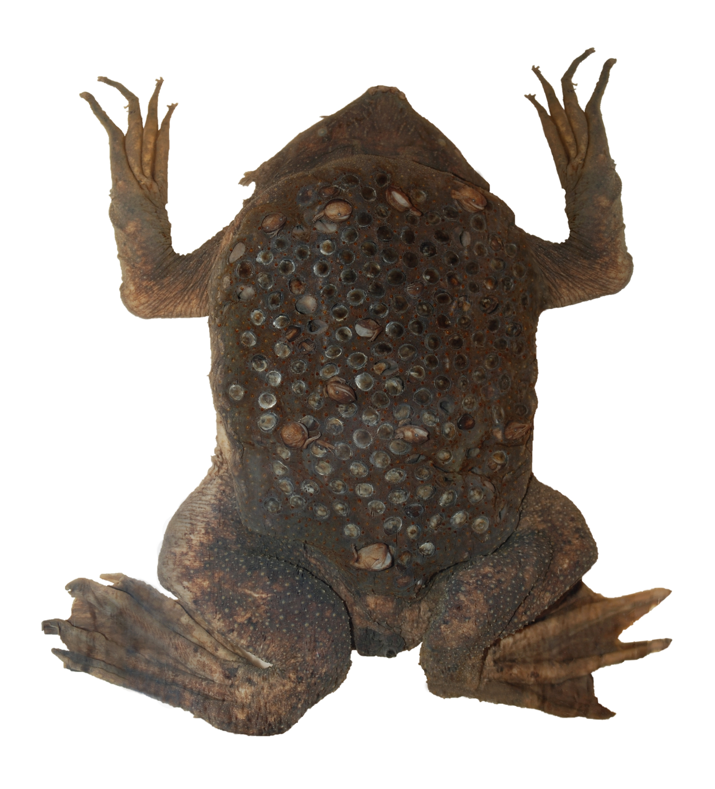 Surinam toad camouflaged on river bottom with star-shaped body and tiny starry skin pores