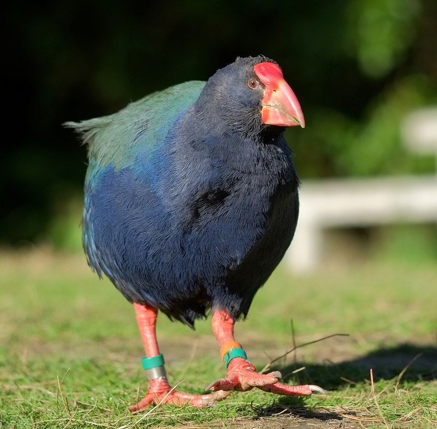 Takahē with indigo-blue body, green back, and stout red bill in alpine tussock grassland