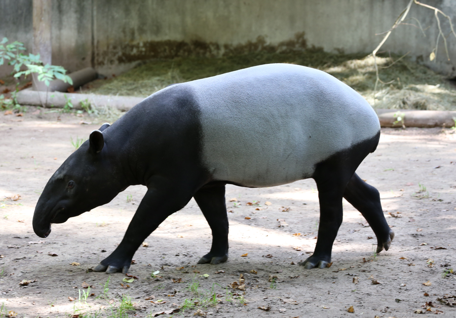 Malayan tapir with black and white coat in tropical rainforest