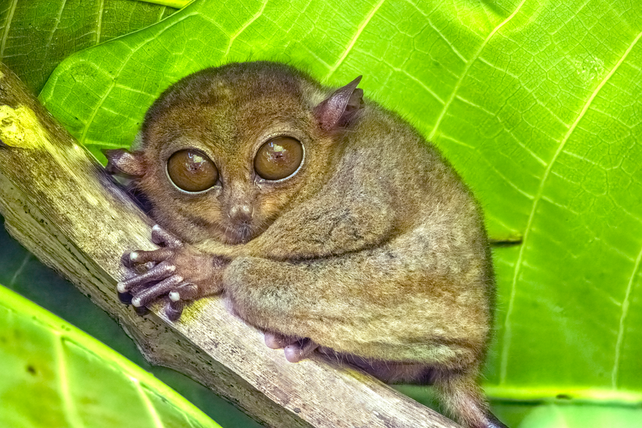 Philippine tarsier with huge eyes on a branch