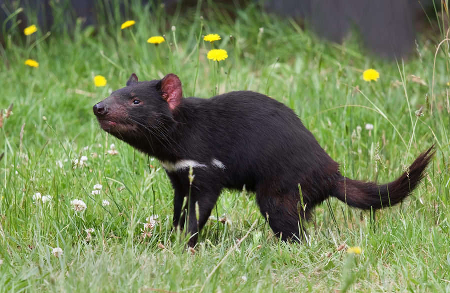 Tasmanian devil with wide open jaws showing powerful teeth