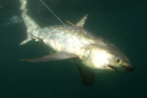 Thresher shark with extremely long tail fin