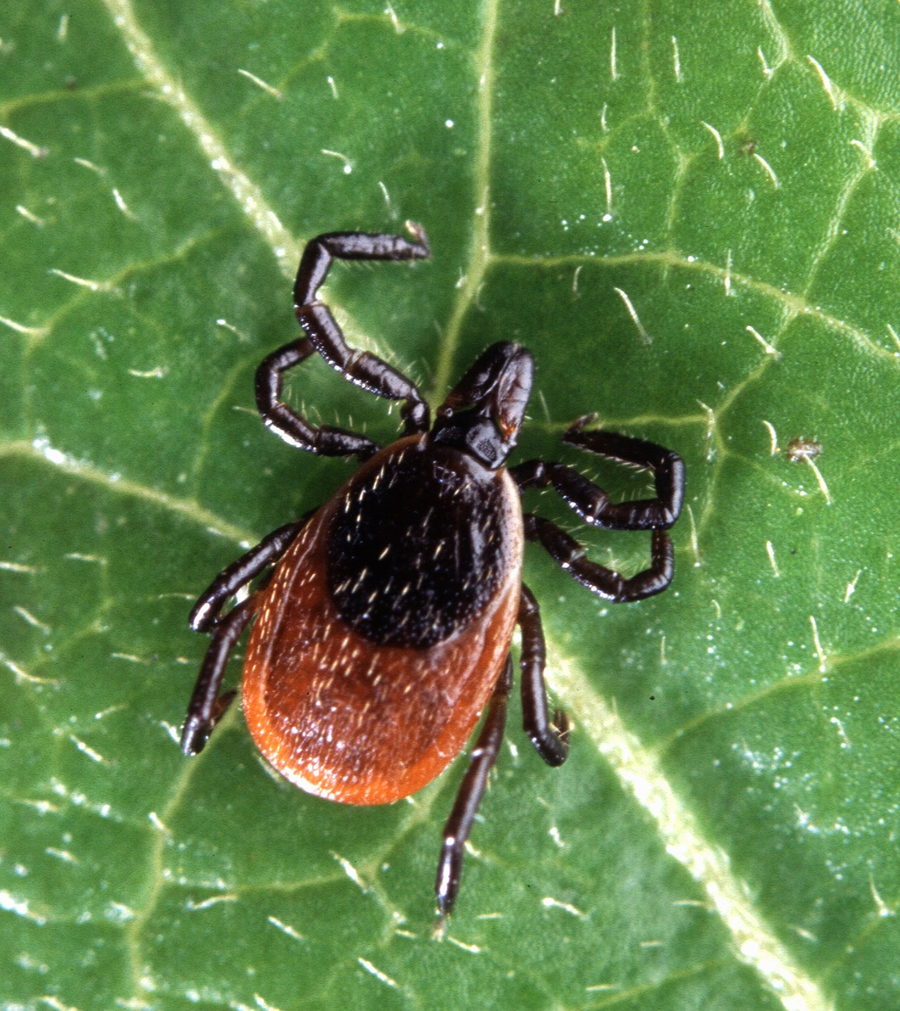 Blacklegged tick on a green leaf with legs spread