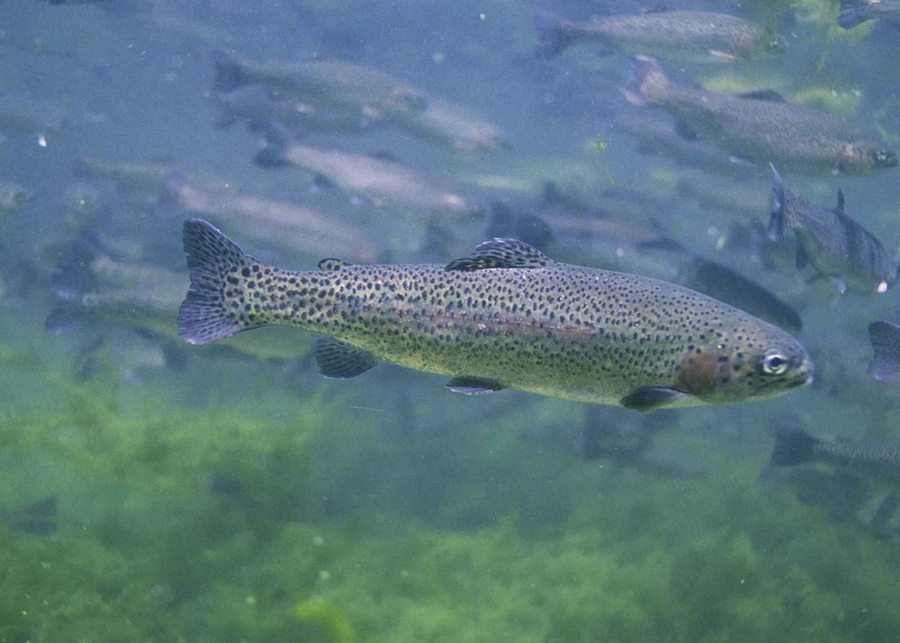 Rainbow trout with pink stripe in clear mountain stream