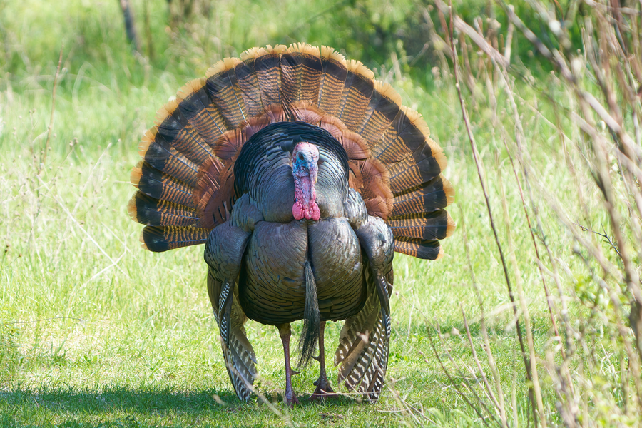 Male wild turkey displaying fanned tail