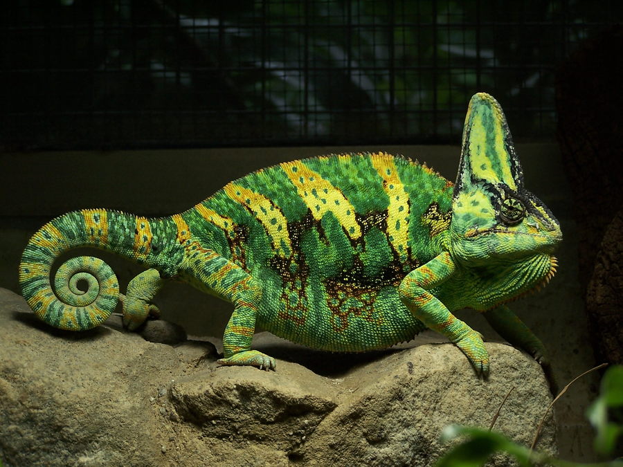 Male veiled chameleon with high casque and banded flanks gripping a thorny desert shrub