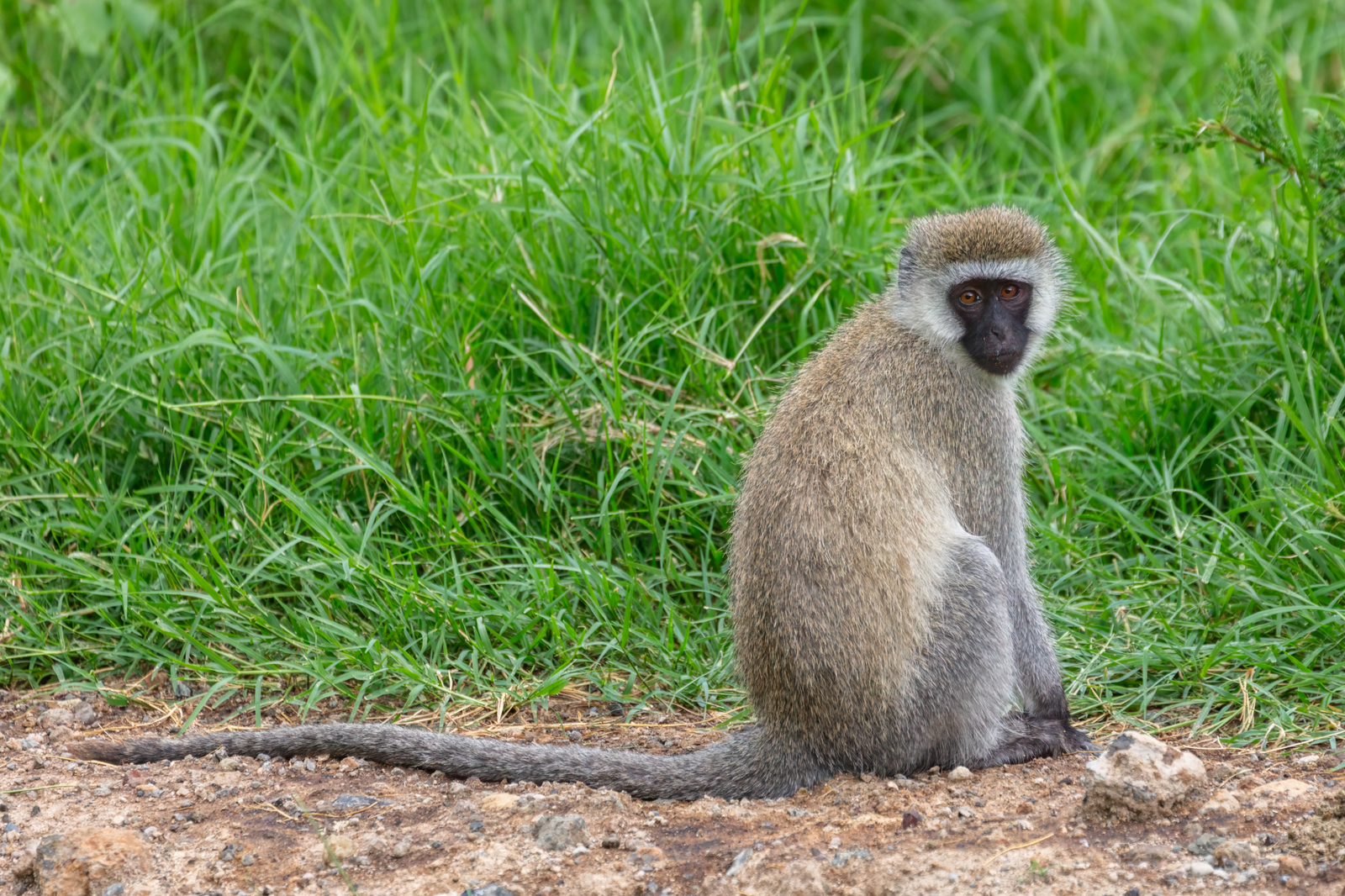 Vervet monkey on acacia branch with black face, white brow band, and greenish-grey fur