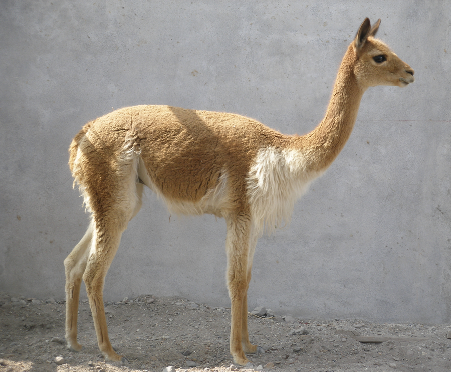 Vicuña with slender neck and cinnamon coat grazing on sparse high Andean puna