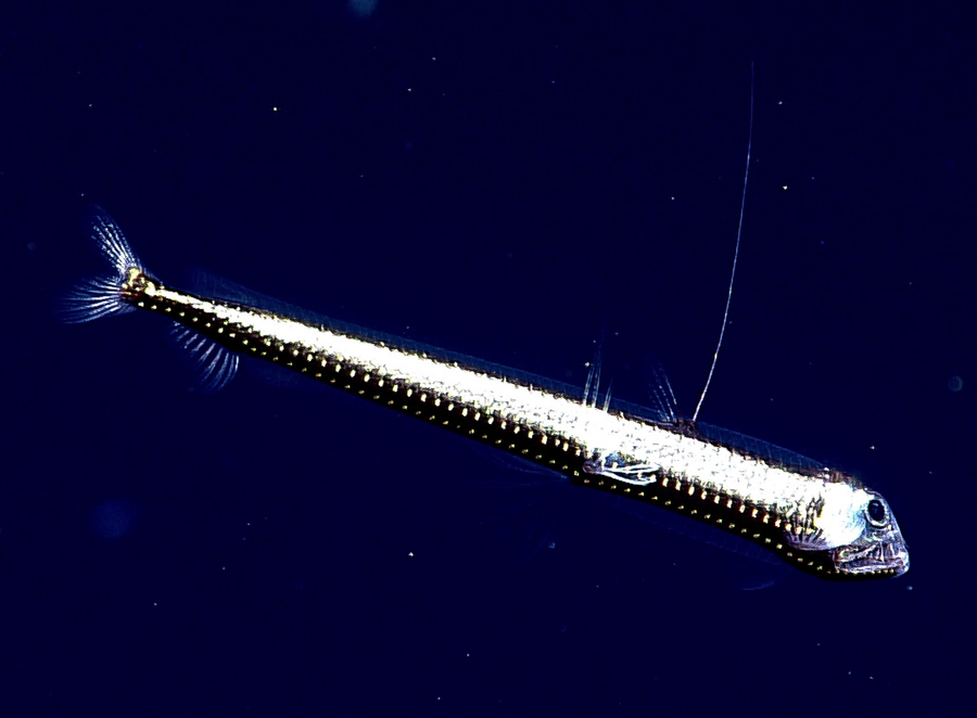 Sloane's viperfish with needle teeth, gaping jaws, and green photophores along flank