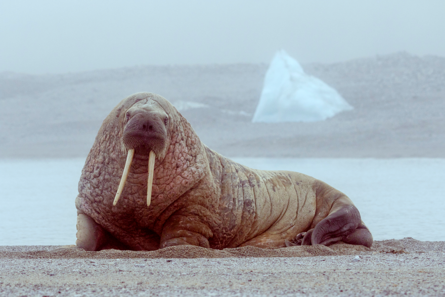 Walrus with long tusks resting on Arctic sea ice