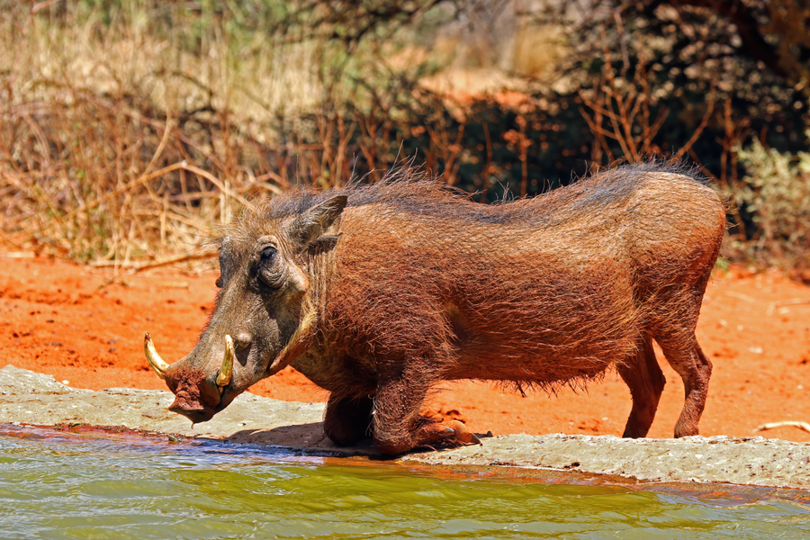 Warthog kneeling to graze on African savanna grass